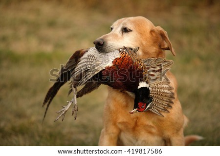 Pheasant Hunting Stock...