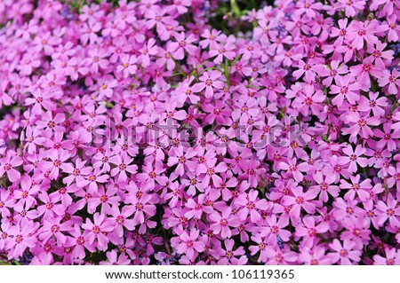 Purple Phlox Subulata Small Flowers Bloom Stock Photo ...