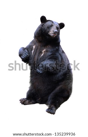 Black Bear Stock Photos, Images, & Pictures | Shutterstock