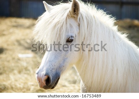 Horseface Stock Photos, Images, & Pictures | Shutterstock