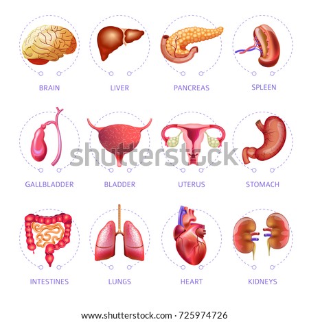 Vector Illustration Internal Human Organs Stock Vector 140167312 ...