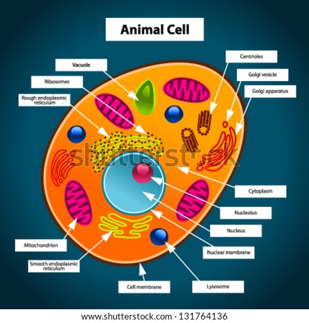 Image result for pencil diagram of plant and animal cell for class 9th