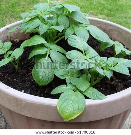 potato growing tips nz