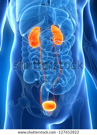 Human Kidney Stock Photos, Images, & Pictures | Shutterstock