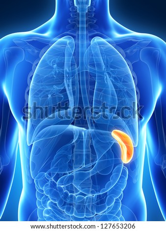 Spleen Stock Images, Royalty-Free Images & Vectors | Shutterstock