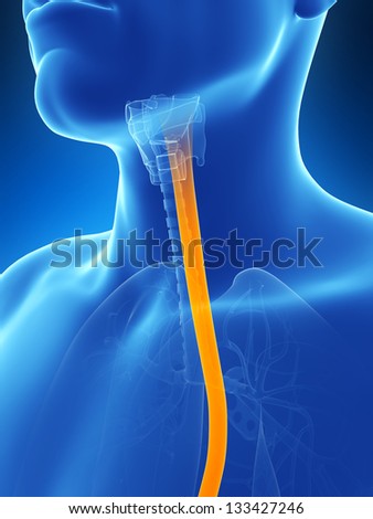 Esophagus Stock Photos, Royalty-Free Images & Vectors ... human alimentary canal diagram 