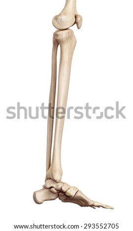 Medical Accurate Illustration Lower Leg Bones Stock Illustration ...