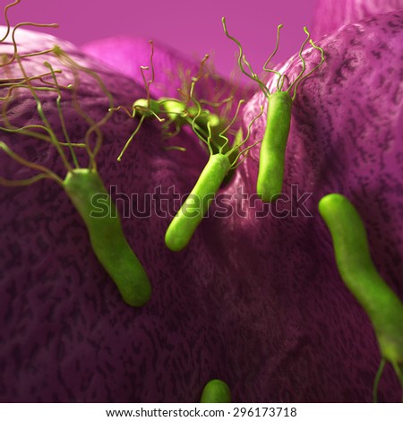 medical bacteria illustration of the helicobacter pyloris