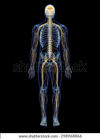 Human Nerve System Stock Illustration 13981789 - Shutterstock