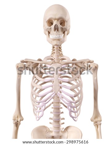 Human Upper Body Stock Images, Royalty-Free Images & Vectors | Shutterstock