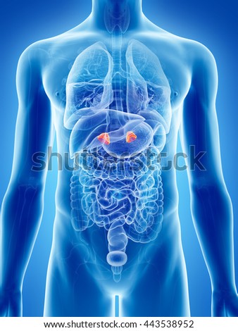 Adrenal Gland Stock Images, Royalty-Free Images & Vectors | Shutterstock