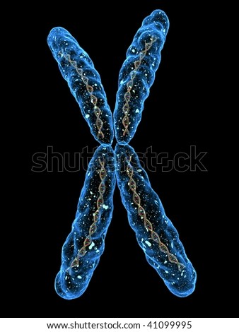 X Chromosome