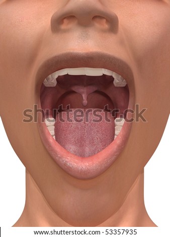 Tongue Anatomy Stock Photos, Images, & Pictures | Shutterstock uvula diagram 