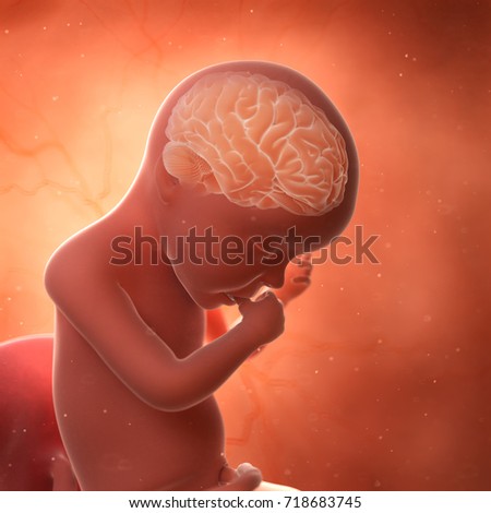 medically accurate 3d rendering of a fetus brain