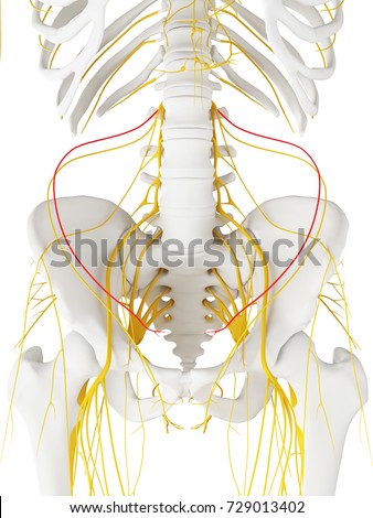 Iliohypogastric Nerve Stock Images, Royalty-Free Images & Vectors ...