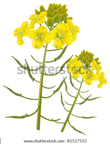 Mustard Plant Stock Images, Royalty-Free Images & Vectors ...