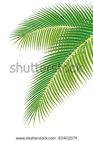 Leaves Palm Tree On White Background Stock Vector 70924453 - Shutterstock