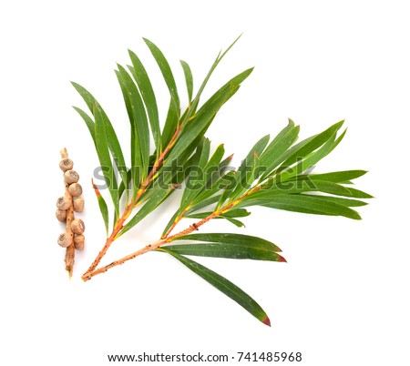 Melaleuca Tea Tree Twigs Leaves Seeds Stock Photo (Royalty Free