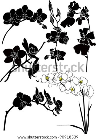 Orchids flowers it is isolated
