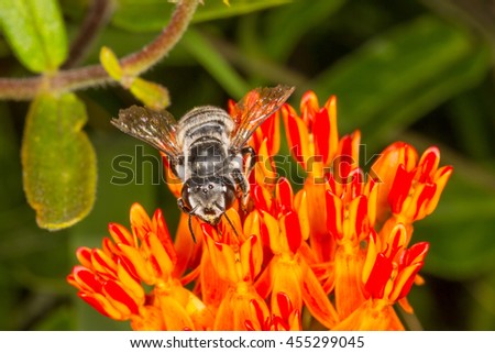 Bộ sưu tập Côn trùng - Page 44 Stock-photo-texas-leaf-cutter-bee-megachile-texana-on-butterfly-weed-asclepias-tuberosa-455299045