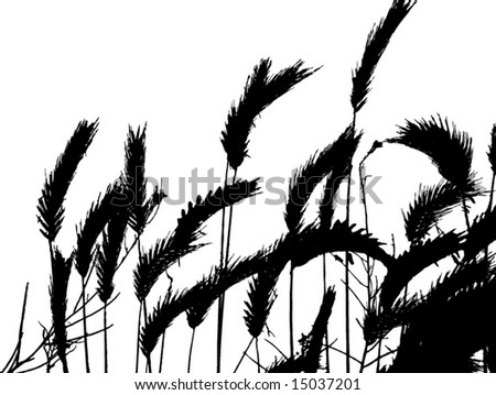 Illustration Wheat Silhouettes Isolated On White Stock Vector 99401390 ...