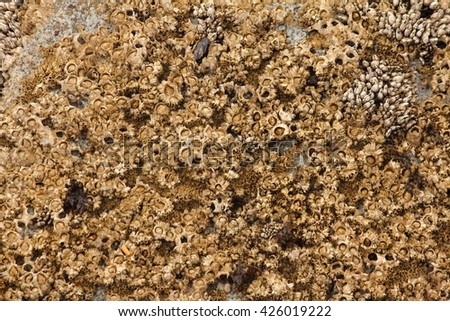 Blue barnacles coupons