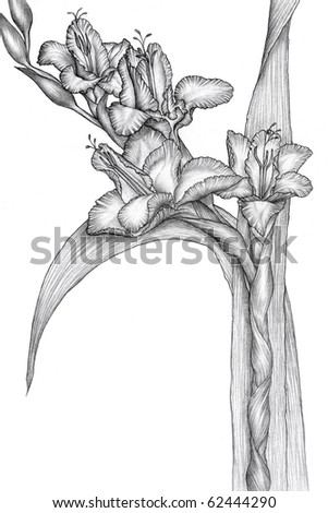 Gladiolus Flower Stock Photos, Royalty-Free Images & Vectors - Shutterstock
