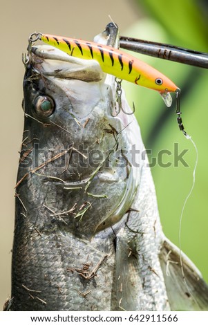 Lure untuk barramundi fish recipes Lure untuk barramundi fish recipes