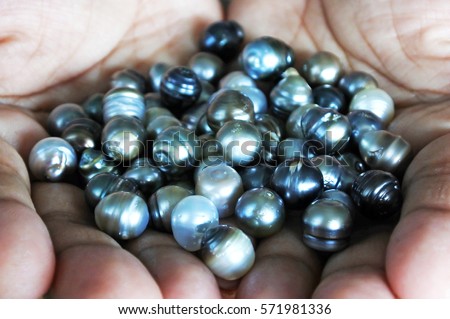 Hands holds a selection of raw Fiji Black lip oyster black pearls.