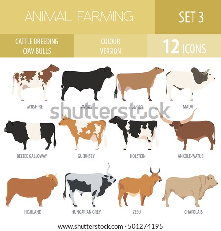 Cattle Breeding Farming Cow Bulls Breed Stock Vector 501274195 ...