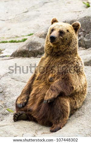 Brown Bear Sitting Stock Photos, Images, & Pictures | Shutterstock