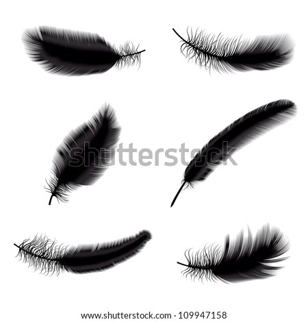 Vector Illustration Black Feathers Stock Vector 109947158 - Shutterstock