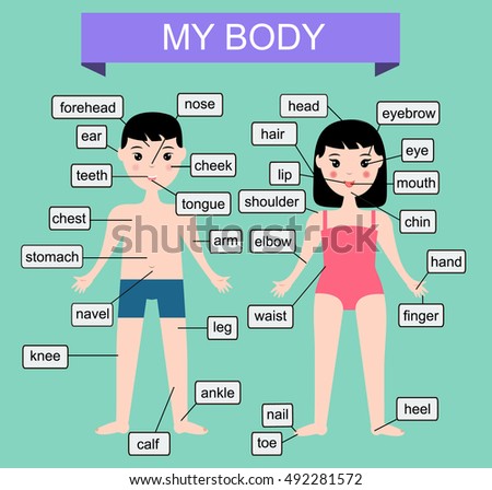 Flat Healthy Unhealthy Lifestyle Infographics Charts Stock Vector ...