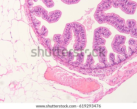 Low Power View Entire Cross Section Stock Photo 43653424 - Shutterstock