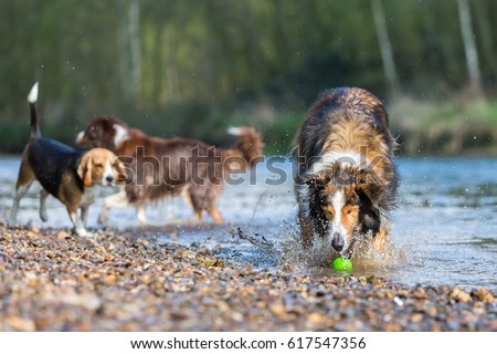 australian shepherd beagle mix beagle mix stock images royalty free images u0026 vectors shutterstock australian shepherd beagle mix beagle mix stock images royalty free images u0026 vectors shutterstock