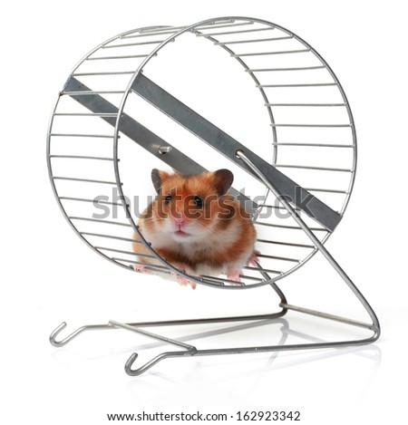 are hamster wheel