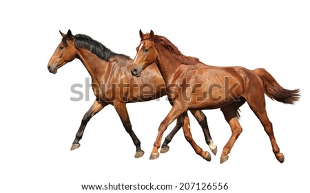 Herd Gallops Isolated On White Stock Photo 21178543 - Shutterstock