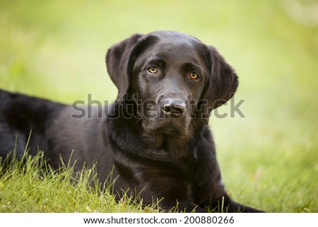 Black lab Stock Photos, Images, & Pictures | Shutterstock