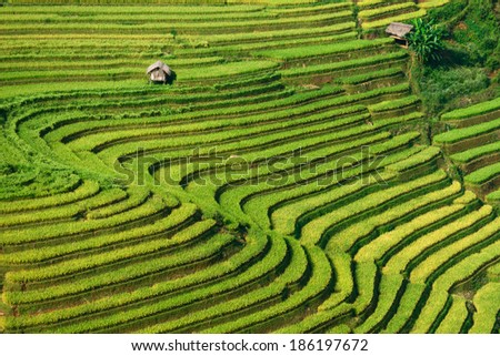Amazing Rice Fields On Terraced Rainny Stock Photo (Edit 