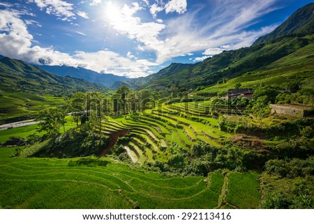 Rice fields on terraced in rainny season at SAPA, Lao Cai, Vietnam. Rice fields prepare for transplant at Northwest Vietnam