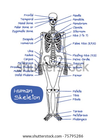 Human Skeleton Stock Images, Royalty-Free Images & Vectors | Shutterstock