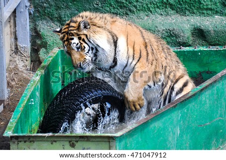 stock-photo-adult-tiger-plays-with-a-tyr