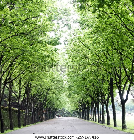 Avenue Of Trees Stock Photos, Images, & Pictures | Shutterstock