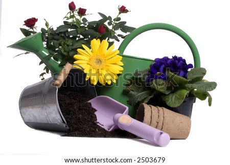 Watering Bucket Rose All Gardening Tools Stock Photo 2503679 - Shutterstock