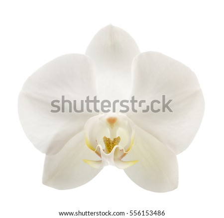 Beautiful white orchid flower isolated on white background