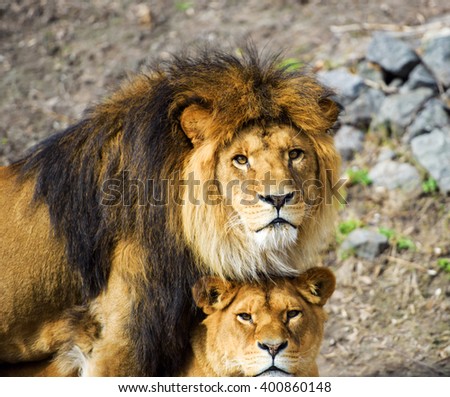 100 best 25 lion and lioness lion and lioness love 100 best 25 lion and lioness lion and lioness love