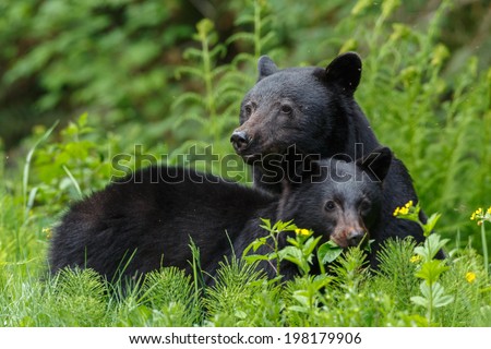 Black Bear Stock Photos, Images, & Pictures | Shutterstock