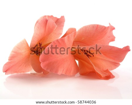 Beautiful coral gladiolus flowers that will stay in gamut when converting to cmyk