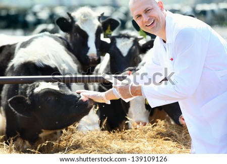 male cow veterinarian at the farm takes analyzes