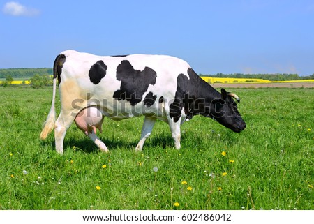 Holstein Cow Field Licking Nose Stock Photo 113904091 - Shutterstock